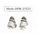 Day flying moths sp. China, Gansu, Xiahe county. 2Pcs. Moth-DFM-21523.