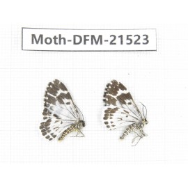 Day flying moths sp. China, Gansu, Xiahe county. 2Pcs. Moth-DFM-21523.