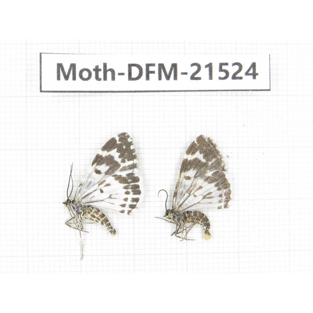 Day flying moths sp. China, Gansu, Xiahe county. 2Pcs. Moth-DFM-21524.