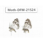 Day flying moths sp. China, Gansu, Xiahe county. 2Pcs. Moth-DFM-21524.