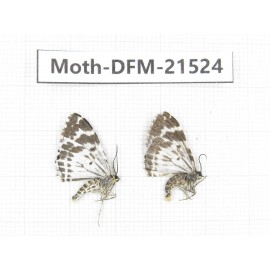 Day flying moths sp. China, Gansu, Xiahe county. 2Pcs. Moth-DFM-21524.