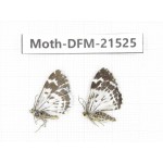 Day flying moths sp. China, Gansu, Xiahe county. 2Pcs. Moth-DFM-21525.
