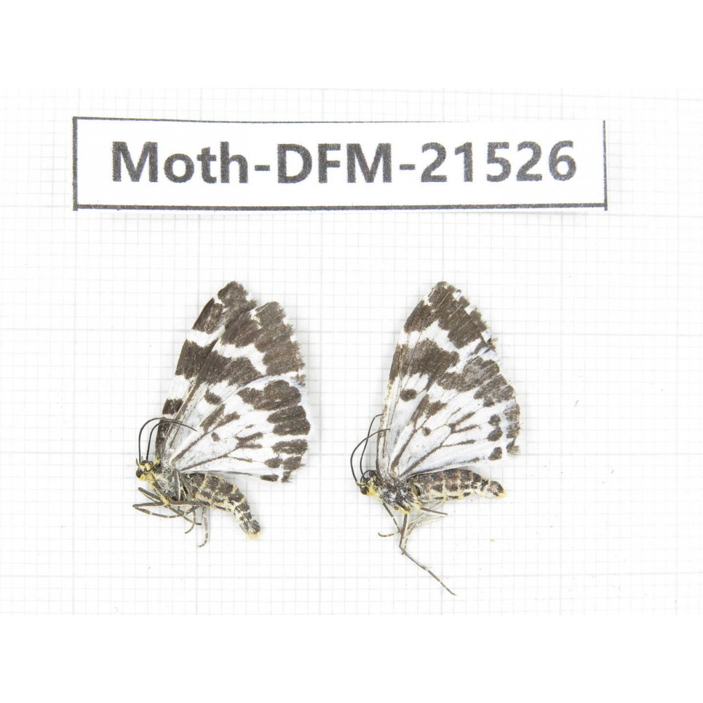 Day flying moths sp. China, Gansu, Xiahe county. 2Pcs. Moth-DFM-21526.