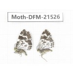 Day flying moths sp. China, Gansu, Xiahe county. 2Pcs. Moth-DFM-21526.
