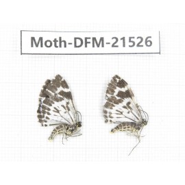 Day flying moths sp. China, Gansu, Xiahe county. 2Pcs. Moth-DFM-21526.
