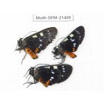 Day flying moths sp. China, Guangxi, Baise, Mt.Cenwanglaoshan. 3Pcs. Moth-DFM-21409.