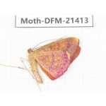 Day flying moths sp. China, Guangxi, Baise, Mt.Cenwanglaoshan. 1Pcs. Moth-DFM-21413.