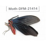 Day flying moths sp. China, Guangxi, Baise, Mt.Cenwanglaoshan. 1Pcs. Moth-DFM-21414.