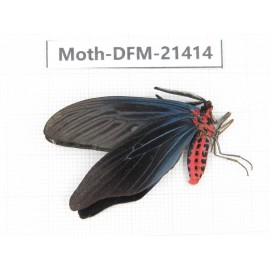 Day flying moths sp. China, Guangxi, Baise, Mt.Cenwanglaoshan. 1Pcs. Moth-DFM-21414.