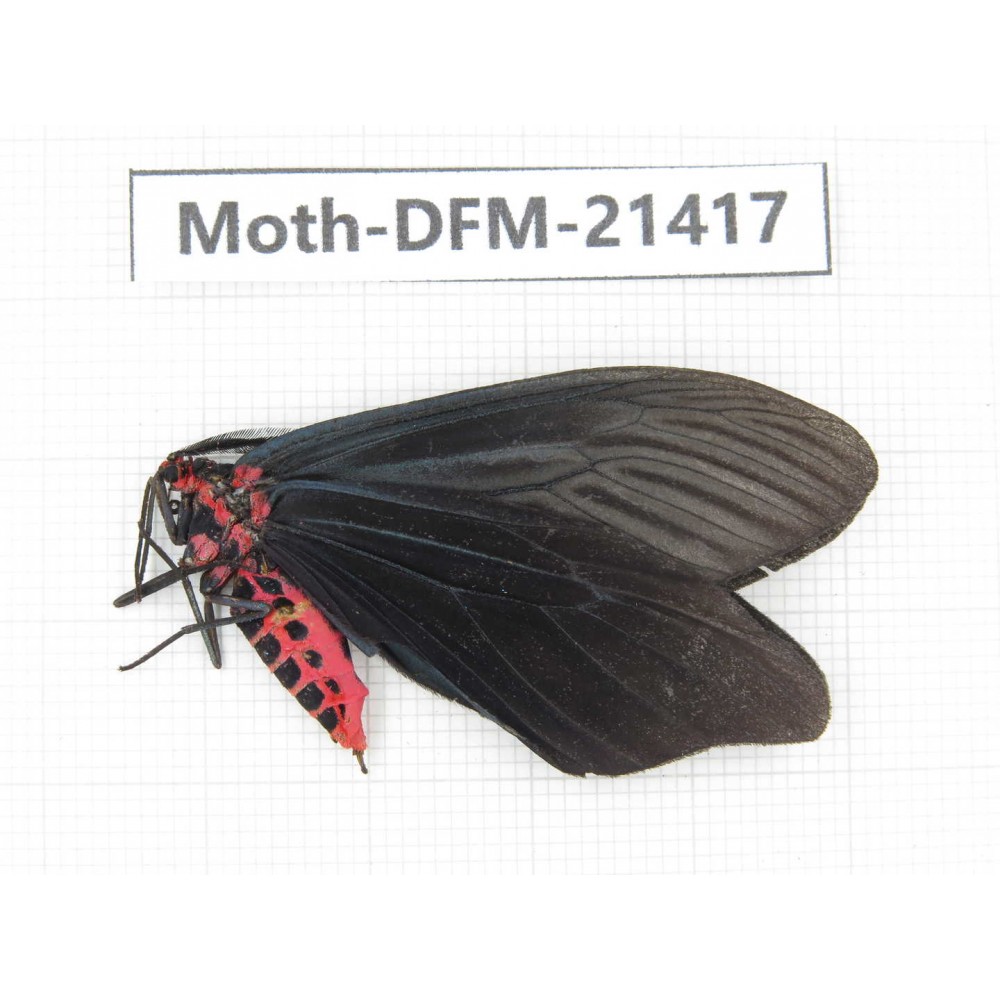 Day flying moths sp. China, Guangxi, Baise, Mt.Cenwanglaoshan. 1Pcs. Moth-DFM-21417.