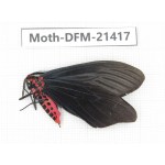 Day flying moths sp. China, Guangxi, Baise, Mt.Cenwanglaoshan. 1Pcs. Moth-DFM-21417.