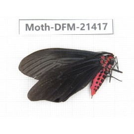 Day flying moths sp. China, Guangxi, Baise, Mt.Cenwanglaoshan. 1Pcs. Moth-DFM-21417.