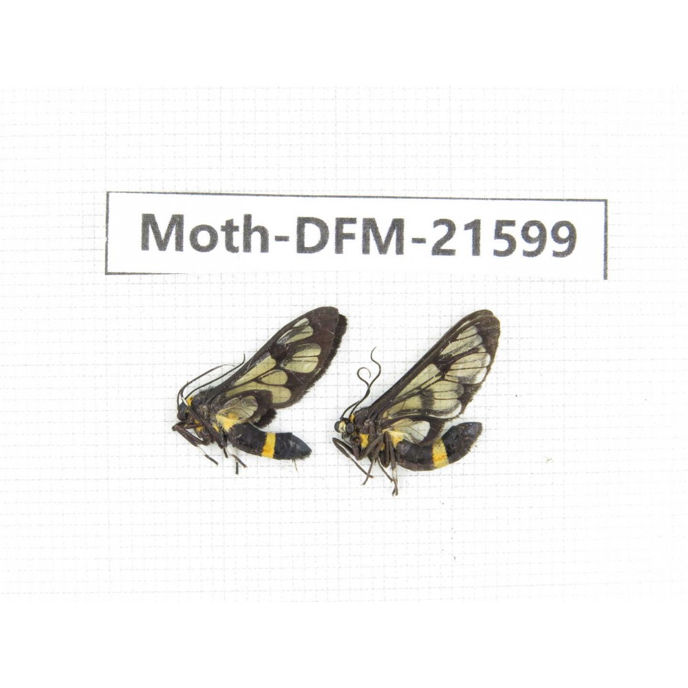 Day flying moths sp. China, Guangxi, Chongzuo, Longzhou county. 2Pcs. Moth-DFM-21599.