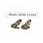 Day flying moths sp. China, Guangxi, Chongzuo, Longzhou county. 2Pcs. Moth-DFM-21599.