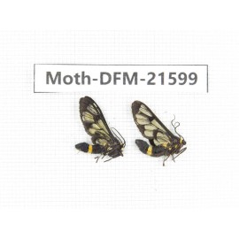 Day flying moths sp. China, Guangxi, Chongzuo, Longzhou county. 2Pcs. Moth-DFM-21599.