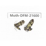 Day flying moths sp. China, Guangxi, Chongzuo, Longzhou county. 2Pcs. Moth-DFM-21600.