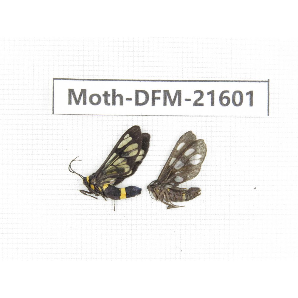 Day flying moths sp. China, Guangxi, Chongzuo, Longzhou county. 2Pcs. Moth-DFM-21601.