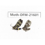 Day flying moths sp. China, Guangxi, Chongzuo, Longzhou county. 2Pcs. Moth-DFM-21601.