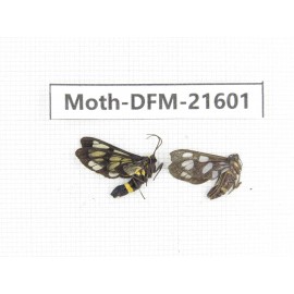 Day flying moths sp. China, Guangxi, Chongzuo, Longzhou county. 2Pcs. Moth-DFM-21601.