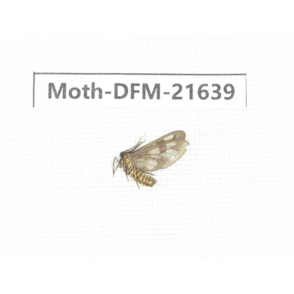 Day flying moths sp. China, Guangxi, Chongzuo, Longzhou county. 1Pcs. Moth-DFM-21639.