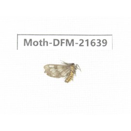 Day flying moths sp. China, Guangxi, Chongzuo, Longzhou county. 1Pcs. Moth-DFM-21639.