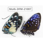 Day flying moths sp. China, Guangxi, Guilin. 1P. Moth-DFM-21087.