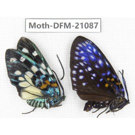 Day flying moths sp. China, Guangxi, Guilin. 1P. Moth-DFM-21087.