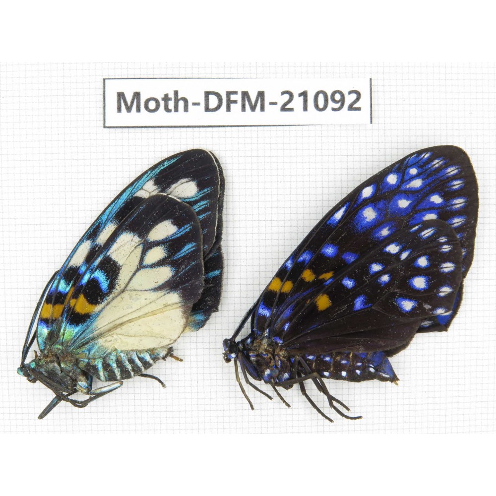 Day flying moths sp. China, Guangxi, Guilin. 1P. Moth-DFM-21092.