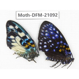 Day flying moths sp. China, Guangxi, Guilin. 1P. Moth-DFM-21092.