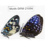 Day flying moths sp. China, Guangxi, Guilin. 1P. Moth-DFM-21096.