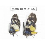 Day flying moths sp. China, Guizhou, Qiandongnan, Congjiang county. 2Pcs. Moth-DFM-21227.