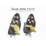 Day flying moths sp. China, Guizhou, Qiandongnan, Congjiang county. 2Pcs. Moth-DFM-21215.