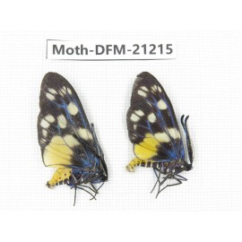 Day flying moths sp. China, Guizhou, Qiandongnan, Congjiang county. 2Pcs. Moth-DFM-21215.