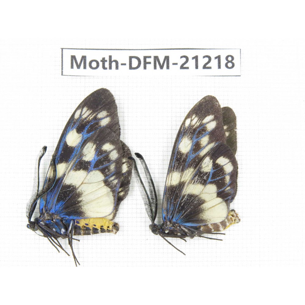 Day flying moths sp. China, Guizhou, Qiandongnan, Congjiang county. 2Pcs. Moth-DFM-21218.