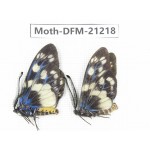 Day flying moths sp. China, Guizhou, Qiandongnan, Congjiang county. 2Pcs. Moth-DFM-21218.