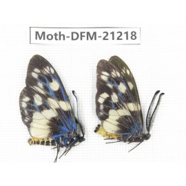 Day flying moths sp. China, Guizhou, Qiandongnan, Congjiang county. 2Pcs. Moth-DFM-21218.