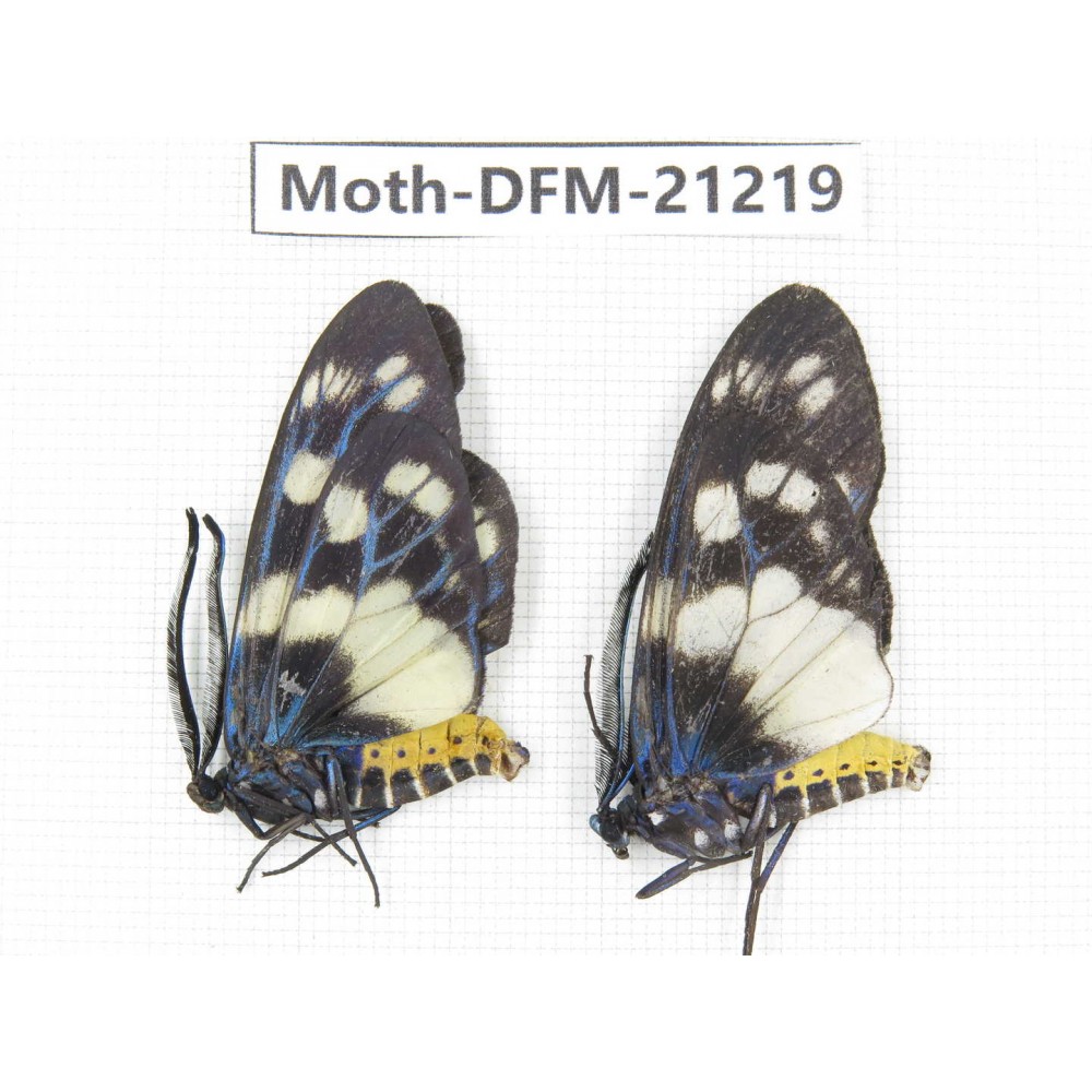 Day flying moths sp. China, Guizhou, Qiandongnan, Congjiang county. 2Pcs. Moth-DFM-21219.