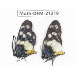 Day flying moths sp. China, Guizhou, Qiandongnan, Congjiang county. 2Pcs. Moth-DFM-21219.