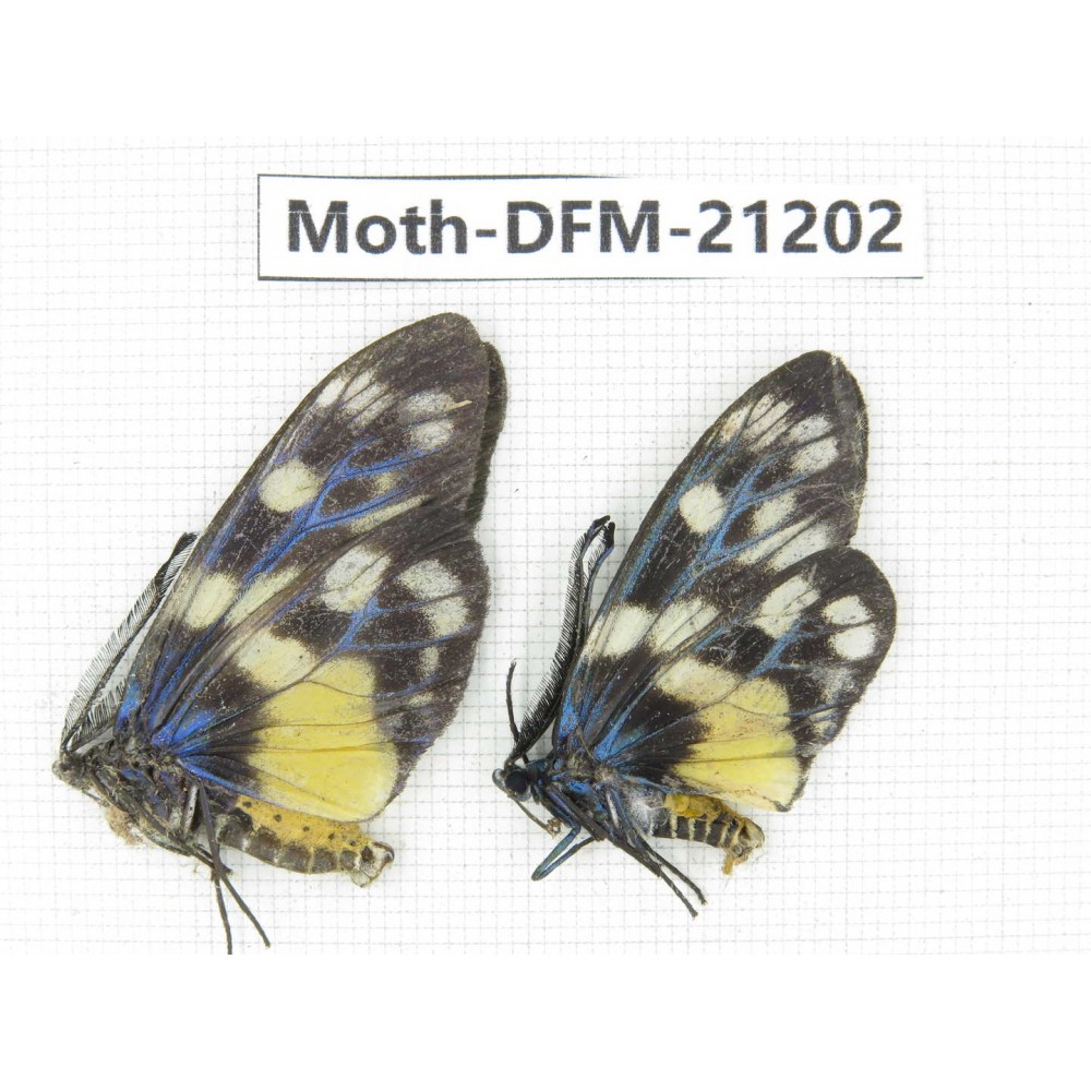 Day flying moths sp. China, Qiandongnan, Rongjiang county, Jihua town. 2Pcs. Moth-DFM-21202.