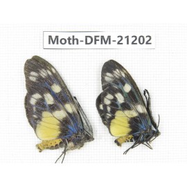 Day flying moths sp. China, Qiandongnan, Rongjiang county, Jihua town. 2Pcs. Moth-DFM-21202.
