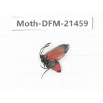 Day flying moths sp. China, Heilongjiang, Mudanjiang. 1Pcs. Moth-DFM-21459.