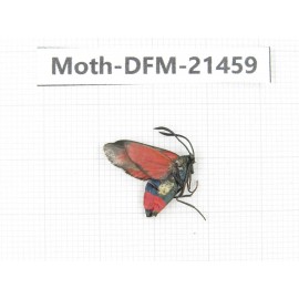 Day flying moths sp. China, Heilongjiang, Mudanjiang. 1Pcs. Moth-DFM-21459.