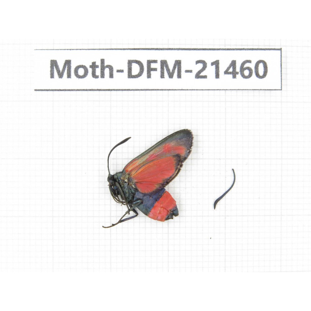 Day flying moths sp. China, Heilongjiang, Mudanjiang. 1Pcs. Moth-DFM-21460.