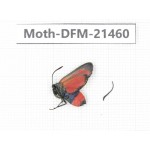 Day flying moths sp. China, Heilongjiang, Mudanjiang. 1Pcs. Moth-DFM-21460.