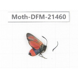 Day flying moths sp. China, Heilongjiang, Mudanjiang. 1Pcs. Moth-DFM-21460.