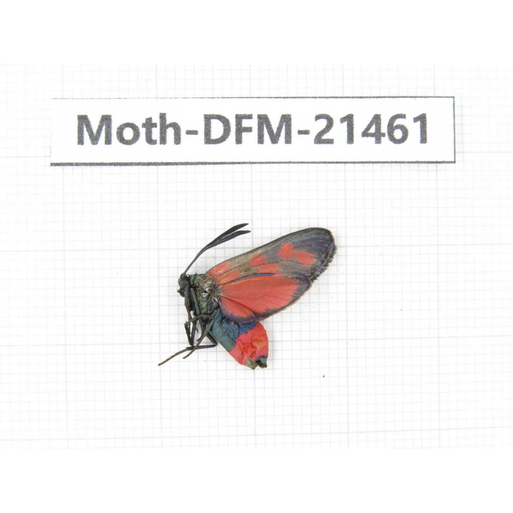 Day flying moths sp. China, Heilongjiang, Mudanjiang. 1Pcs. Moth-DFM-21461.