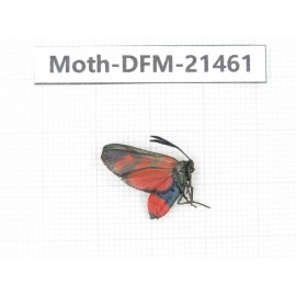 Day flying moths sp. China, Heilongjiang, Mudanjiang. 1Pcs. Moth-DFM-21461.