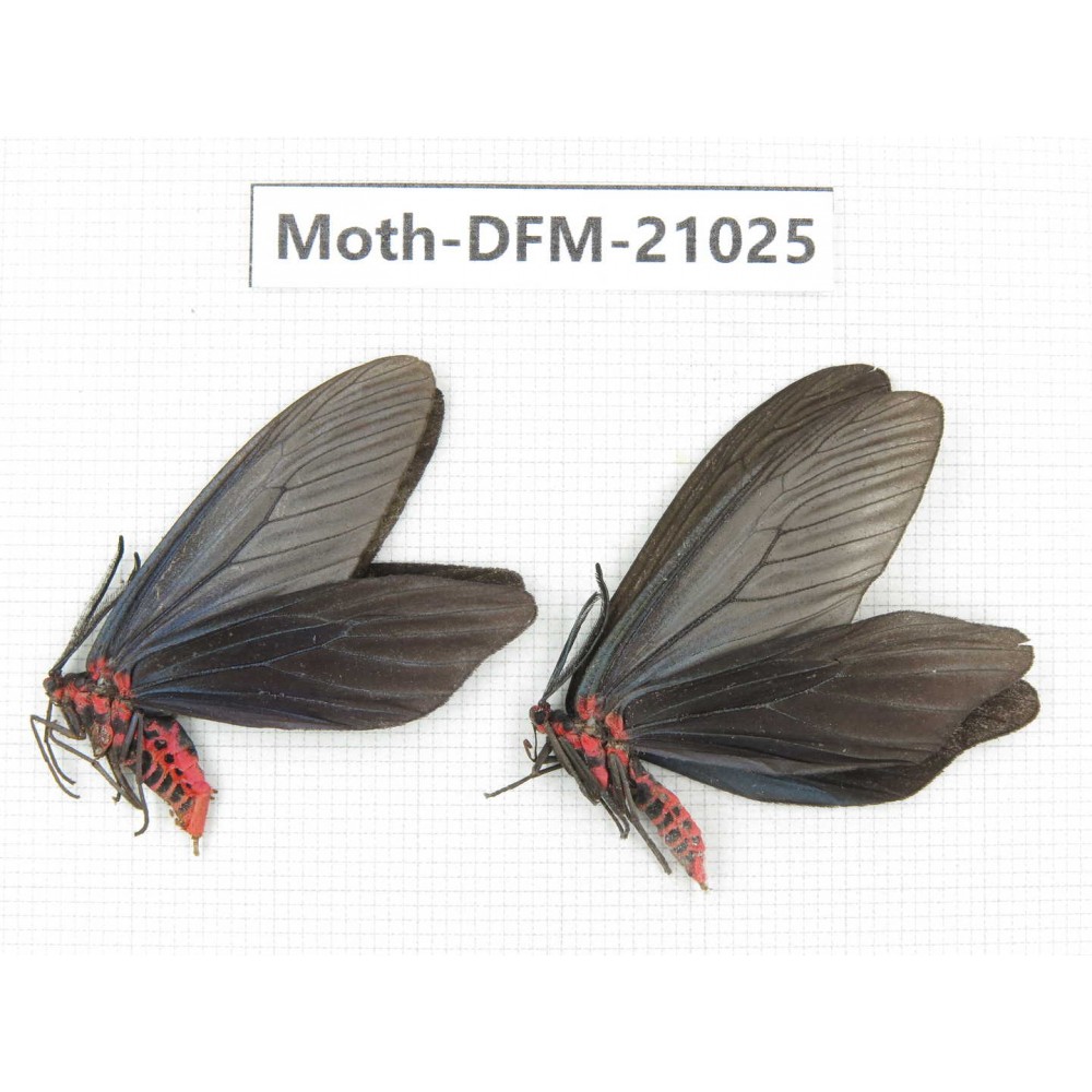 Day flying moths sp. China, Jiangsu, Wuxi. 2Pcs. Moth-DFM-21025.