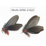 Day flying moths sp. China, Jiangsu, Wuxi. 2Pcs. Moth-DFM-21025.