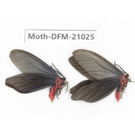 Day flying moths sp. China, Jiangsu, Wuxi. 2Pcs. Moth-DFM-21025.